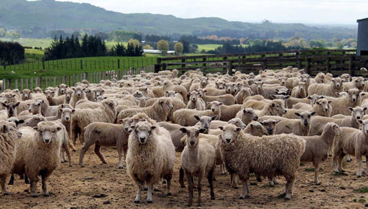 طرح نیوزیلند برای دریافت مالیات از گاز معده گاوها و گوسفندها