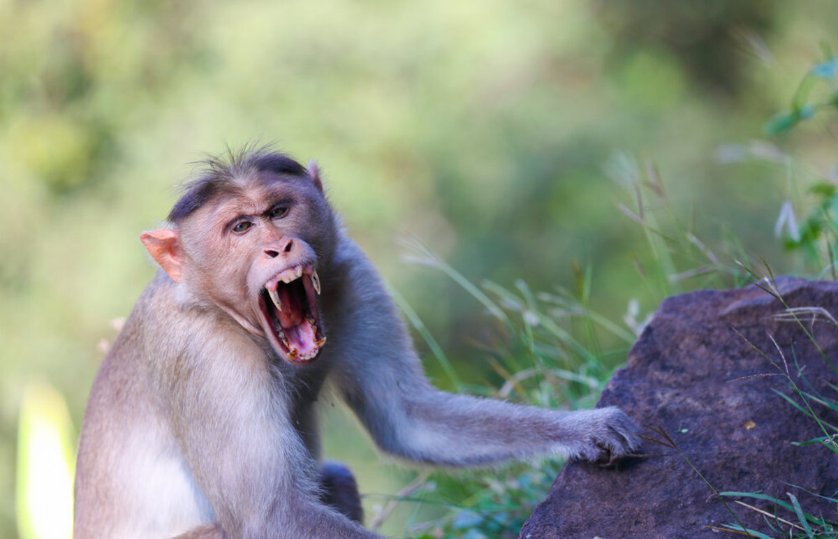 فیلم| حمله یک میمون ماده به یک بچه میمون برای انتقام فرزندش!