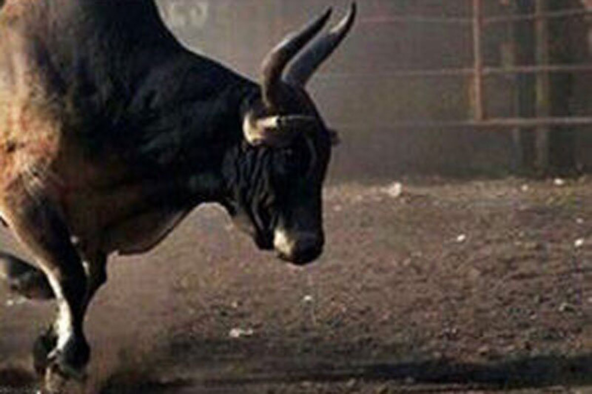 فیلم| حمله ترسناک یک گاو به شهروندان در هندوستان