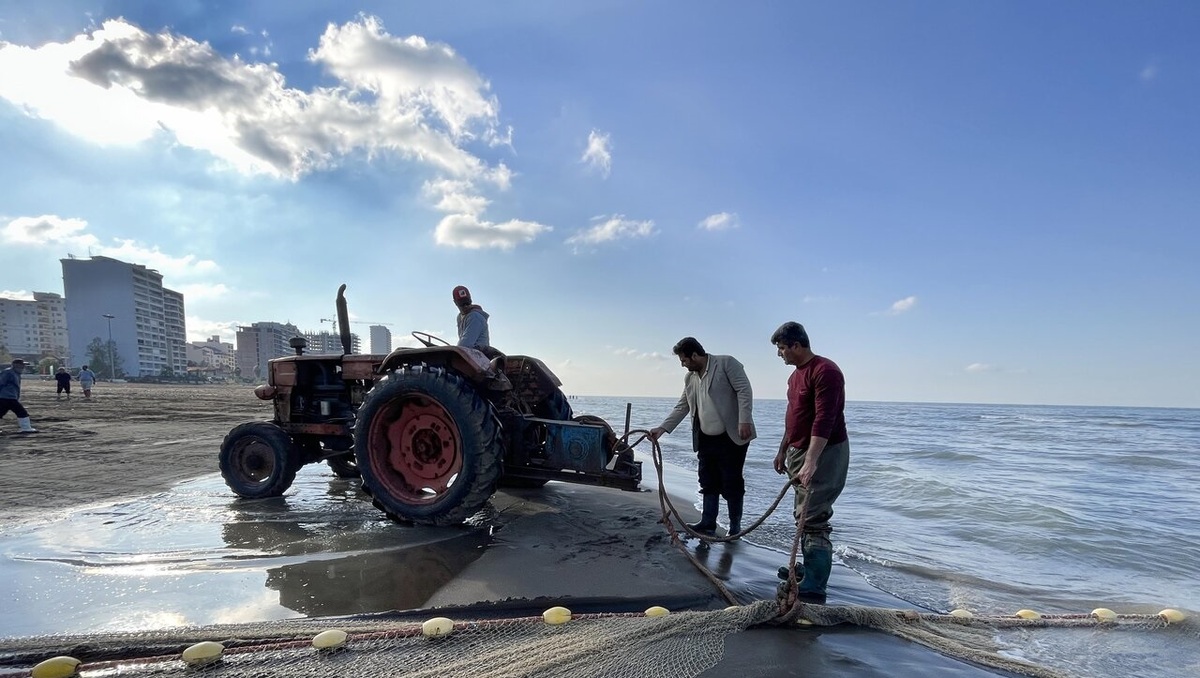تصاویر| صید ماهی استخوانی در سواحل مازندران