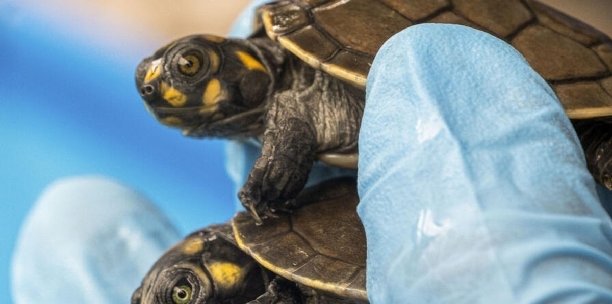 فیلم| نجات ۴ هزار لاک‌پشت زنده از دست قاچاقچیان