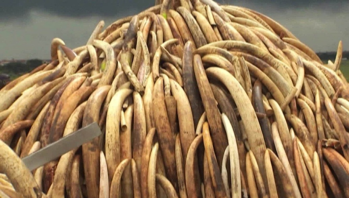فیلم| امحای دو و نیم تُن عاج فیل ضبط شده به ارزش ۱۱.۲ میلیون دلار در نیجریه