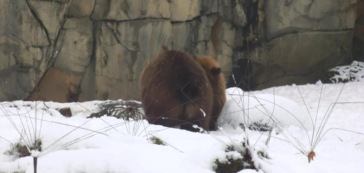 فیلم| لذت حیوانات باغ وحش از آب و هوای زمستانی در باغ وحش