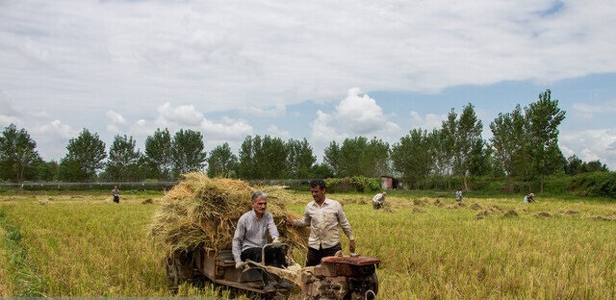 مخبر: سال آینده تنها در صورت کمبود، مجوز واردات برنج صادر می‌شود