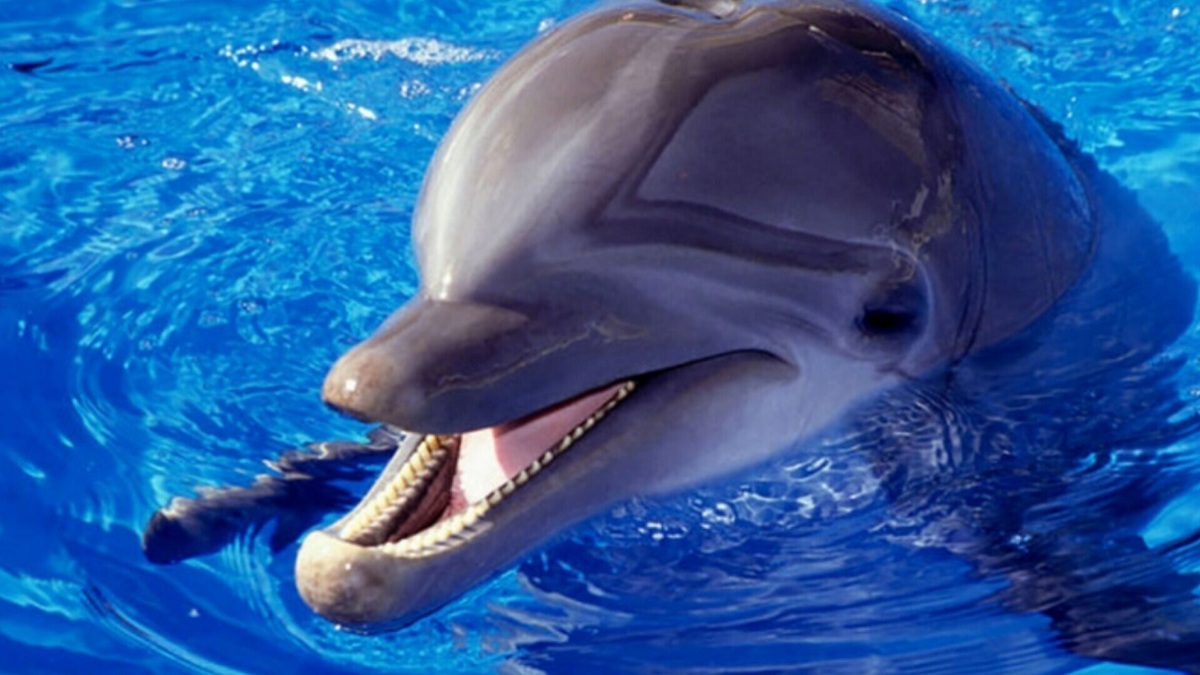 فیلم| مسواک زدن دلفین را تا حالا دیده‌اید!
