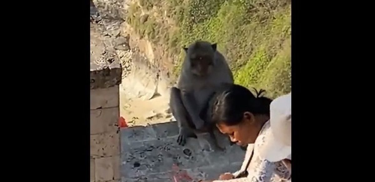 فیلم| معامله میمون سارق با گردشگر زن