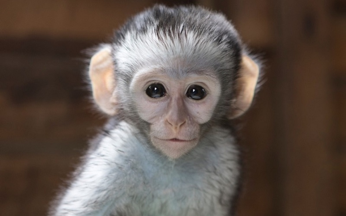 عکس| تولد میمونی عجیب در چین با چشمان سبز و انگشتان فلورسنت