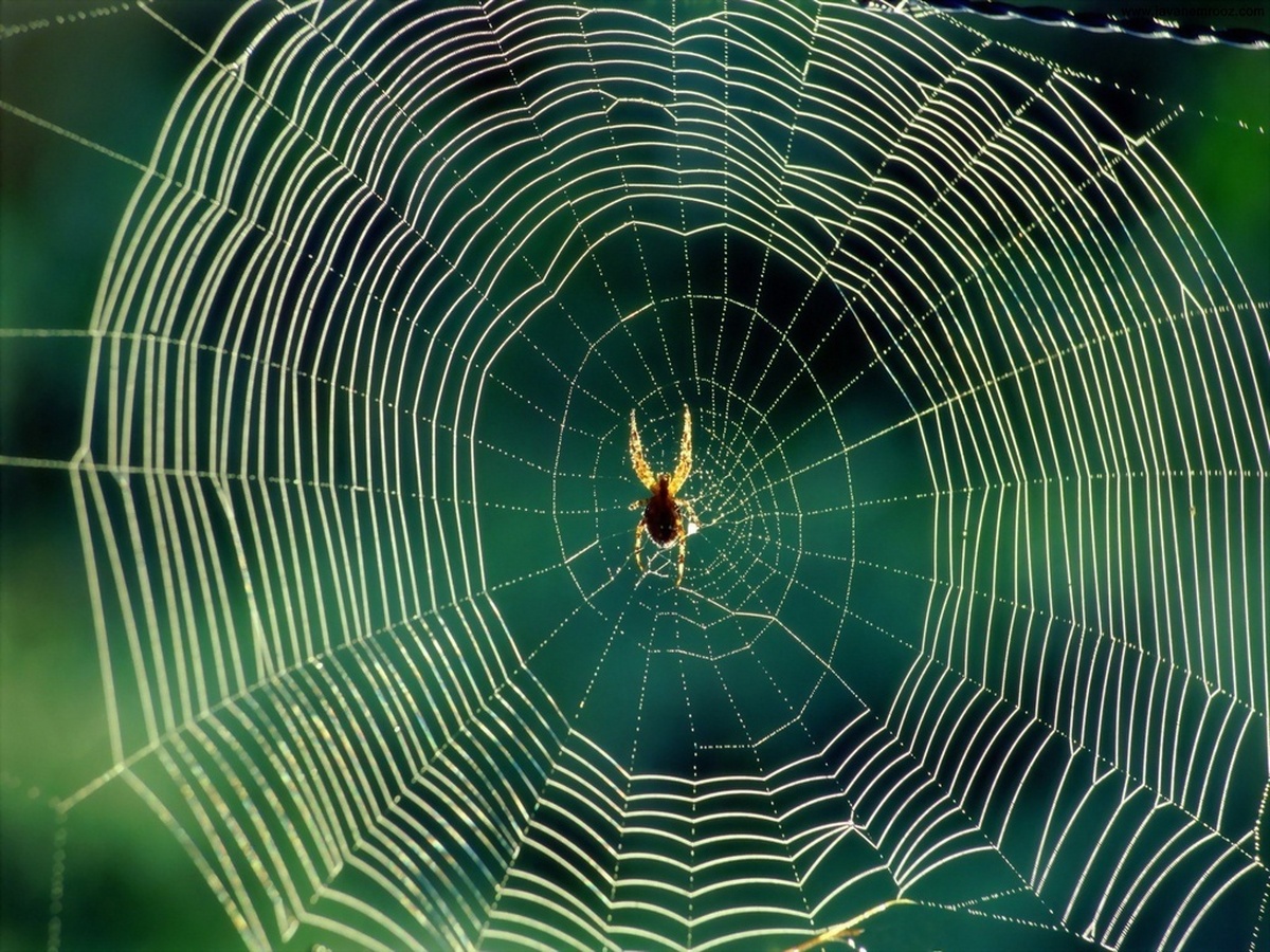کشف یک راز درباره تار عنکبوت/ چرا عنکبوت‌ها در تار‌های خودشان گرفتار نمی‌شوند؟