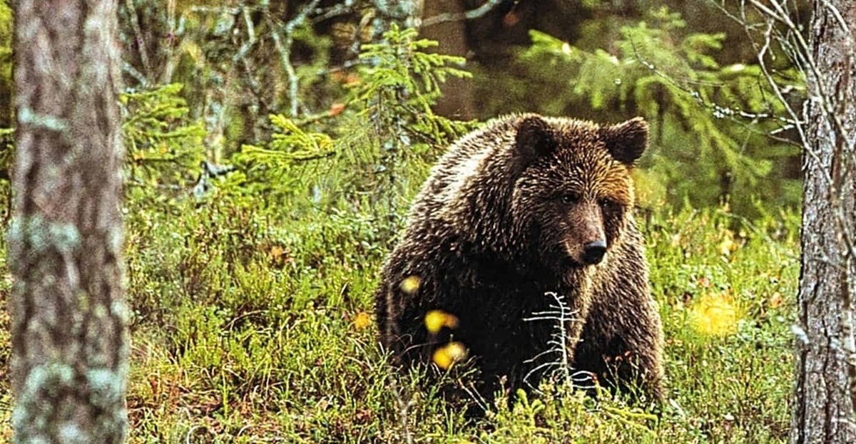 فیلم| برخورد ترسناک یک شکارچی با خرس قهوه‌ای