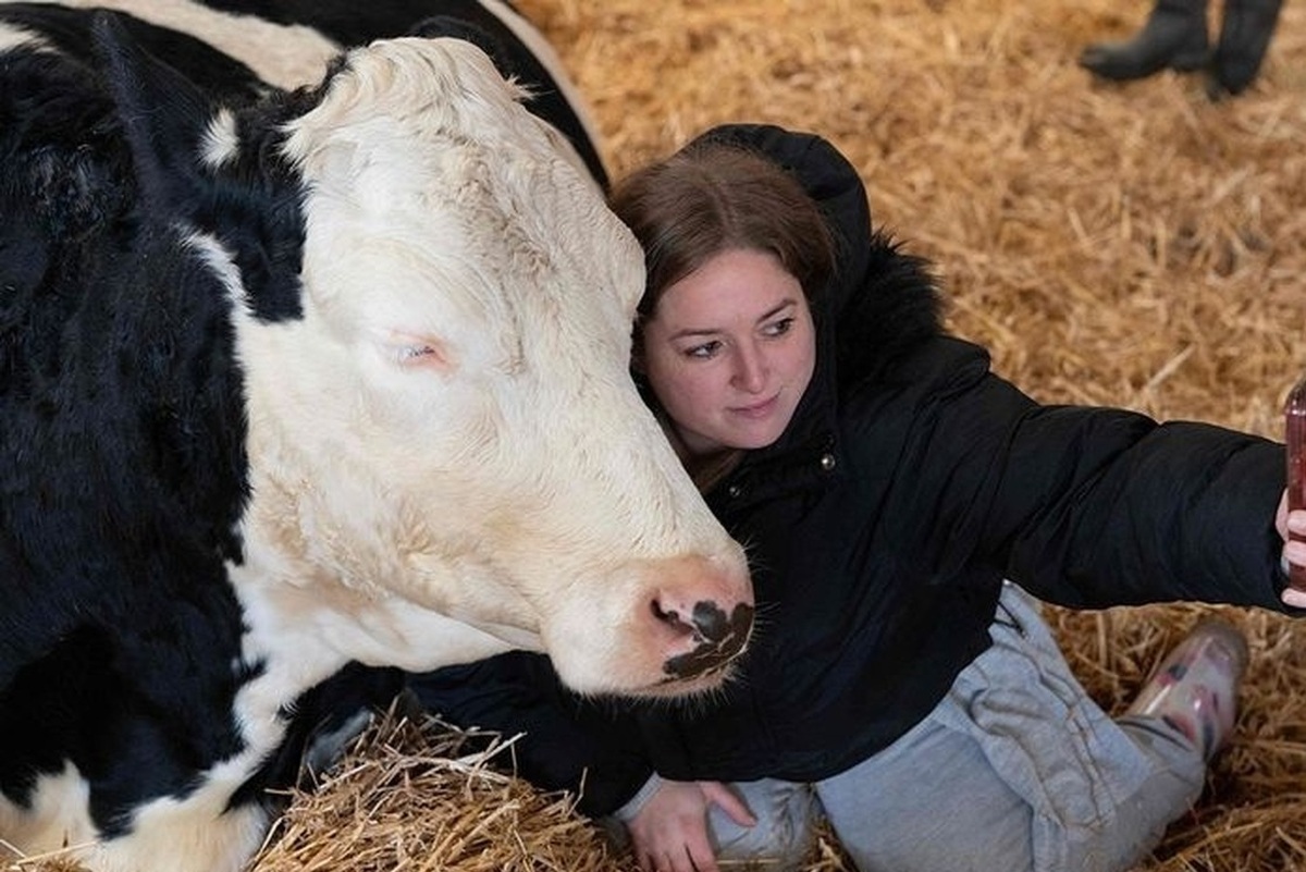 فیلم| غلبه بر استرس با در آغوش گرفتن گاوها!