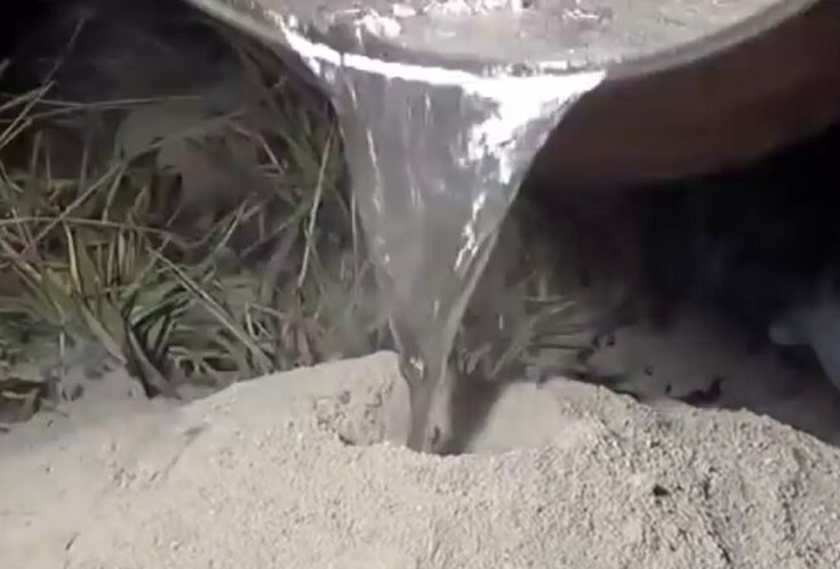 عکس| ریختن فلز مذاب در لانه مورچه‌های آتشین