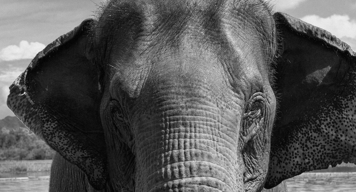 فیلم| فیل کنجکاو کیف دوربین یک بازیدکننده را برداشت