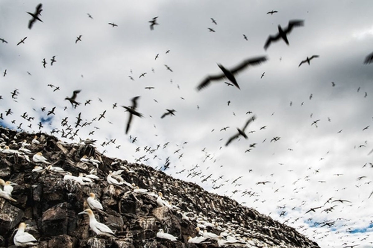 فیلم| پیش بینی جالب پرندگان از زلزله قبل از وقوع