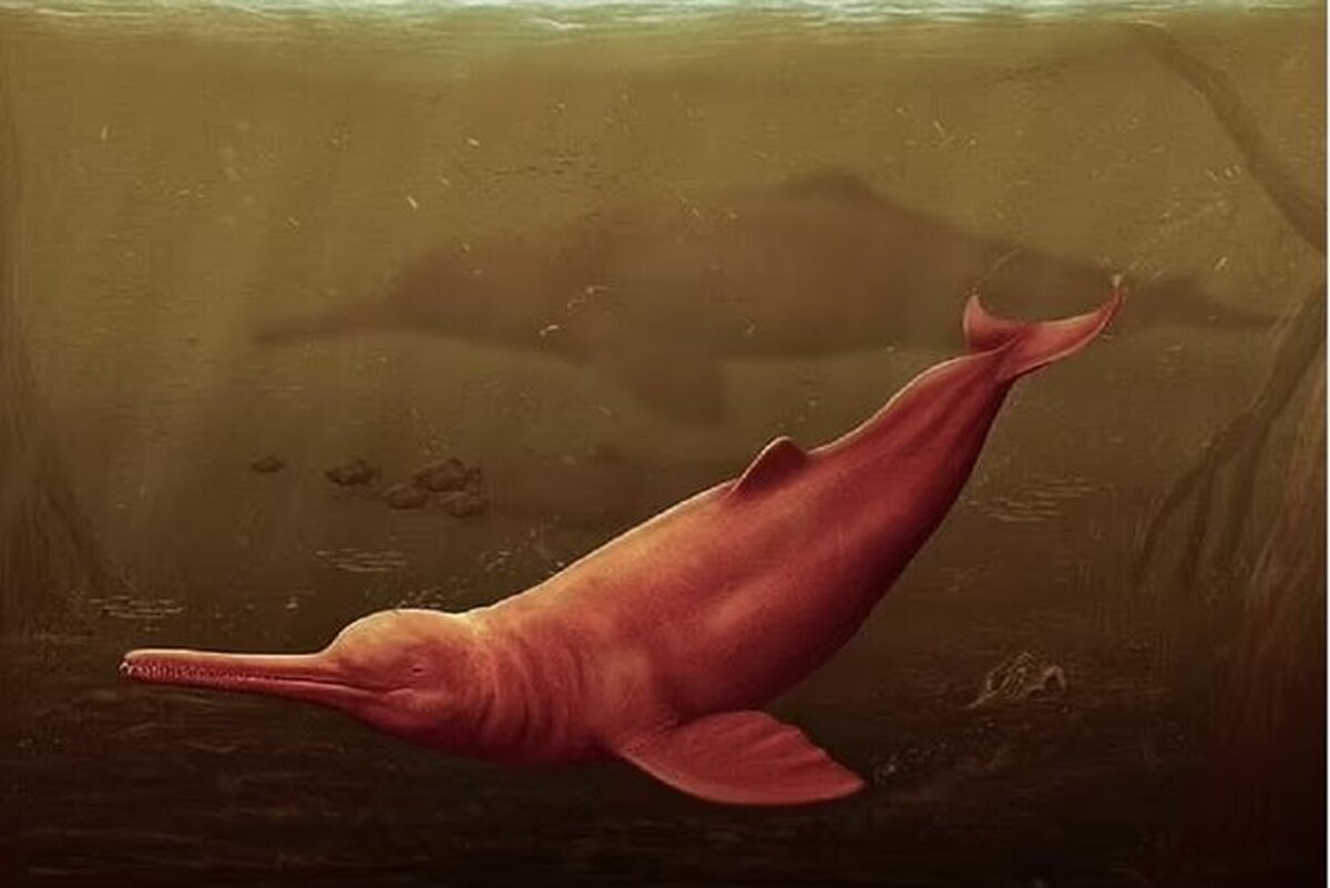 فسیل بزرگ‌ترین دلفین جهان در آمازون کشف شد