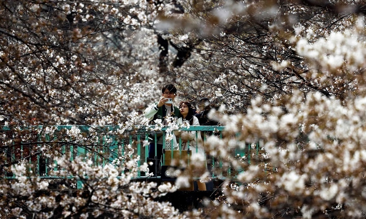 فیلم| فصل شکوفه‌های جادویی در ژاپن