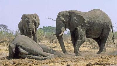 نگهبانی از عزیز از دست رفته
فیل‌ها به داشتن حافظه قوی شهرت دارند. پس جای شگفتی نیست که سوگواری‌شان مدت‌های طولانی ادامه یابد. وقتی فیلی جان می‌دهد دیگر فیل‌ها چندین روز بالای سرش نگهبانی می‌کنند. حتی گاه گروه دیگری از فیل‌ها برای آخرین بار از عزیز از دست رفته دیدار می‌کنند.