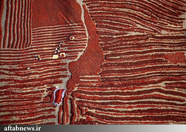 فصل برداشت فلفل قرمز در چین