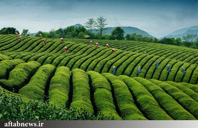 مزارع چای در روستای Jinlu در استان چجیانگ چین.