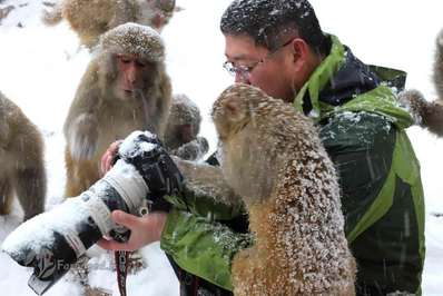  میمون‌هایی که مشتاق یادگیری عکاسی هستند، میمون‌های Macaque به یک دوربین حرفه‌ای عکاسی در طبیعت Wulongkou نگاه می‌کنند، جیوان، چین.