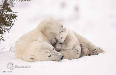 فینالیست: آغوش گرم، مادر و توله خرس‌های قطبی در ظهور فصل بهار از آشیانه خود بیرون آمده اند. توله‌ها برای گرم نگه داشتن خود در نزدیک مادرهستند. Debra چنین تصویری را در سرمای طاقت فرسا -۳۵ تا -۵۵ به ثبت رسانیده است.