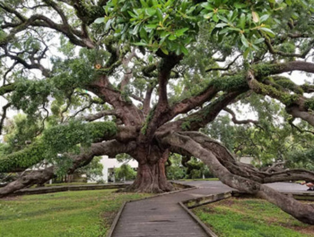 درخت بلوط ۲۵۰ ساله در جکسونویل، فلوریدا