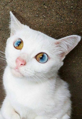 چشم‌های باورنکردنی این گربه