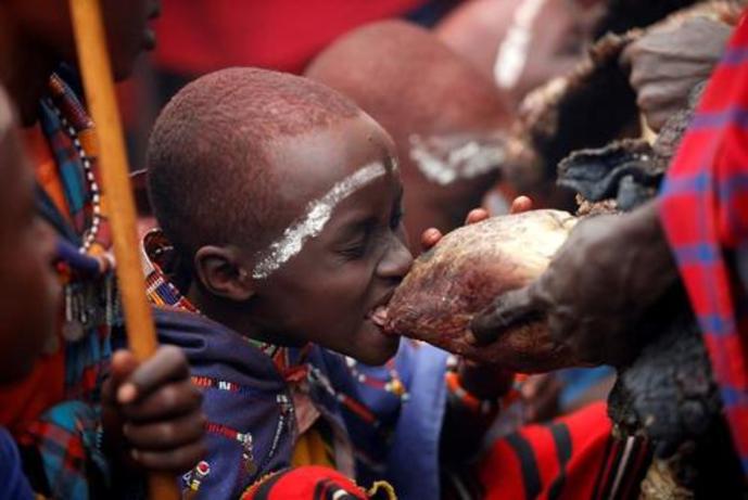 خوردن قلب خام گاومیش در یک آیین بومی در میان بومیان 