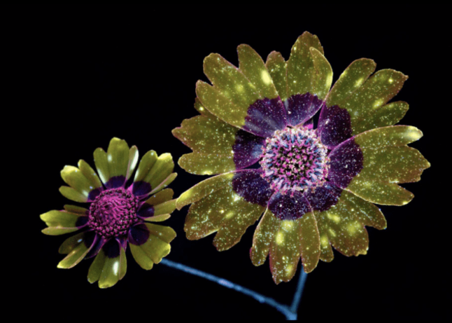 درخشش گل‌ها

در دنیای عکاسی، تکنیکی به نام UVIVF وجود دارد که باعث درخشش فلورسنت مواد می‌شود. در این روش از نور ماوراء بنفش استفاده می‌شود تا اجسام را وادار به شفافیت و بازتاب نور‌های مهتابی کند. اصطلاحاً می‌گویند اجسام فلورسنت می‌شوند. در سال ۲۰۱۸، کریگ بروز، عکاس، از این تکنیک روی گل‌ها استفاده کرد. تصاویر شبیه چیزی از دنیای دیگر بودند. عکس‌های گل‌ها نشان داد که گرده‌ها درخشان هستند.