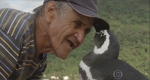 پنگوئنی که هر سال 8 هزار کیلومتر را برای دیدن یک پیرمرد طی می‌کند+عکس و فیلم