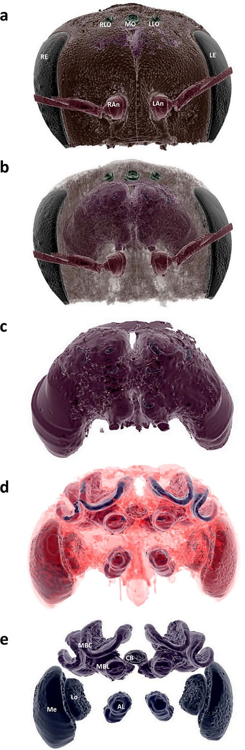 تصویربرداری و بازسازی سه‌بعدی از مغز مینیاتوری حشرات/تصاویر مغز زنبور را ببینید
