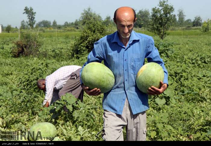 برداشت محصول هندوانه در چاف لنگرود/گزارش تصویری