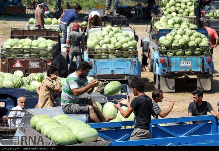 برداشت محصول هندوانه در چاف لنگرود/گزارش تصویری