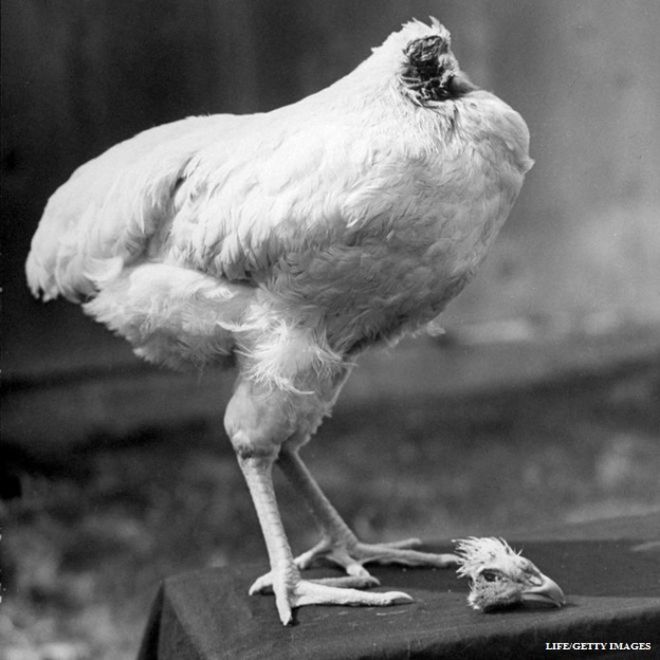 داستان مرغ سرکنده‌ای که ۱۸ ماه زنده ماند+تصاویر