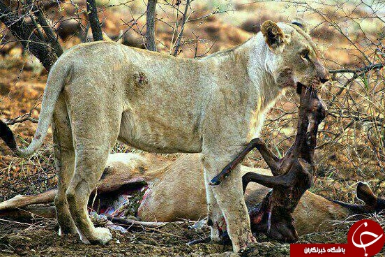 تصاویر شگفت انگیز از شیری که یک آهوی باردار را شکار کرد