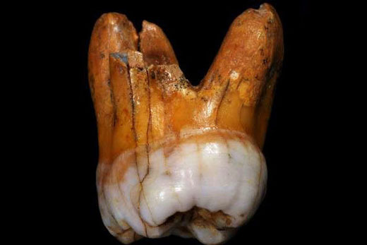 کشف دندان ۱۱۰ هزارساله انسان+ عکس