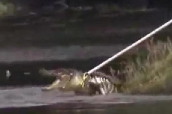 تمساح 3 متری، سارق فراری را خورد! +عکس