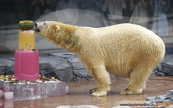 کیک تولد هیجان‌انگیز خرس قطبی+تصاویر