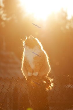 تصاویر/ ژست دیدنی حیوانات در پرتو خورشید