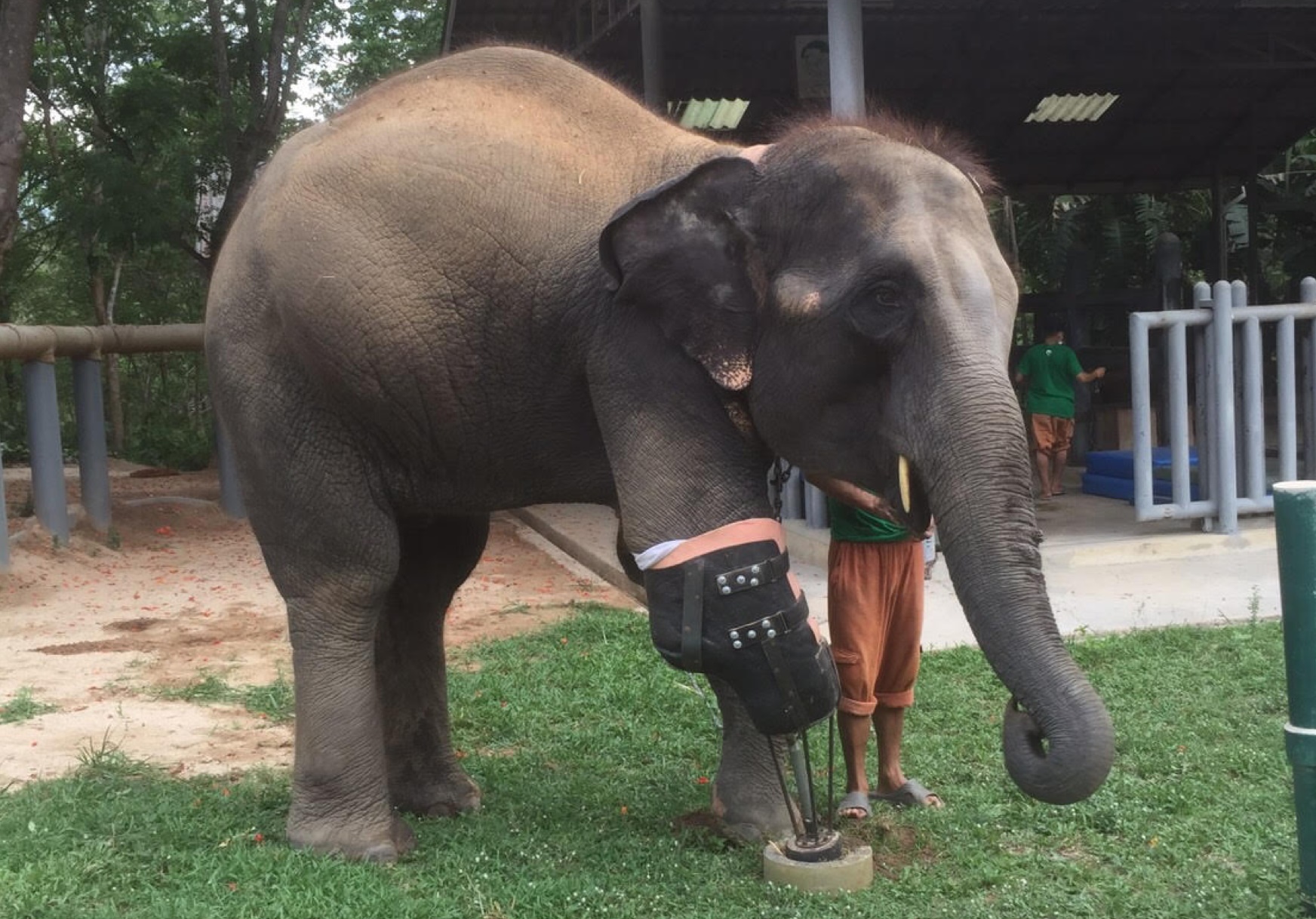 اولین پای مصنوعی جهان برای یک فیل +تصاویر