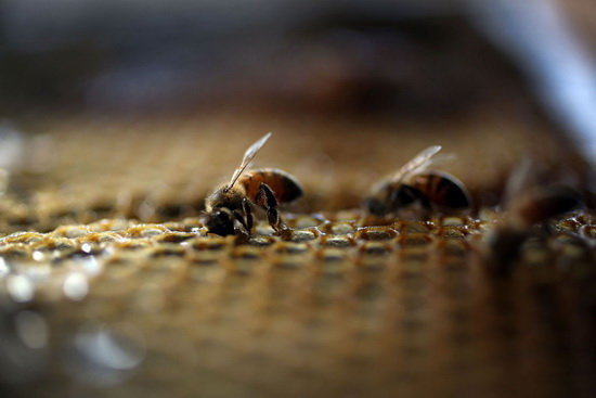 چرا جمعیت زنبورها کاهش یافته‌ است؟