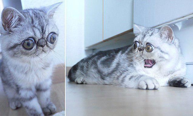 عکس/ گربه‌ای بریتانیایی با چشم‌های عجیب