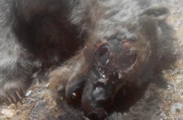 لاشه خرس قهوه‌ای که با شلیک اسلحه شکاری در سمیرم کشته شد+تصاویر