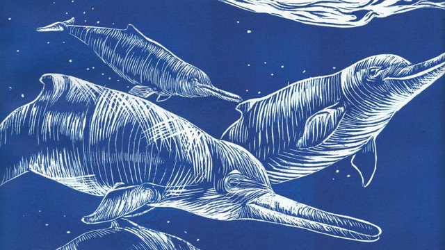 کشف گونه جدیدی از دلفین پس از 65 سال+تصویر