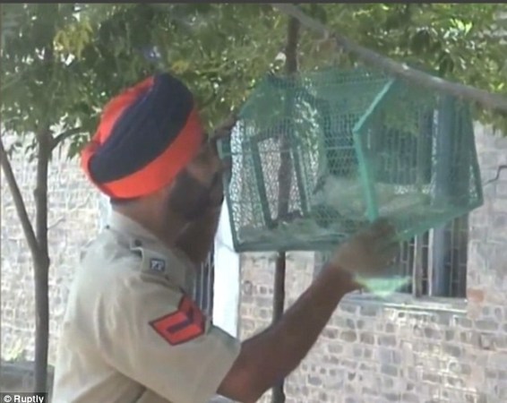 بازداشت کبوتر جاسوس توسط مرزبانی هند +تصاویر