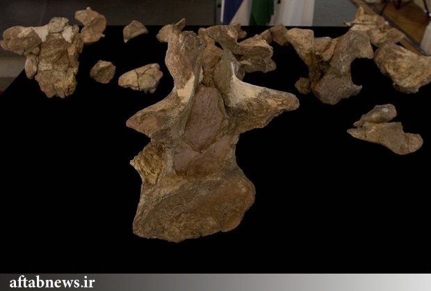 کشف بزرگترین استخوان دایناسور در برزیل+تصویر