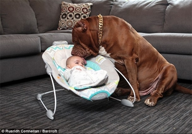 پرستاری جالب سگ پیت‌بول از یک نوزاد! +تصاویر