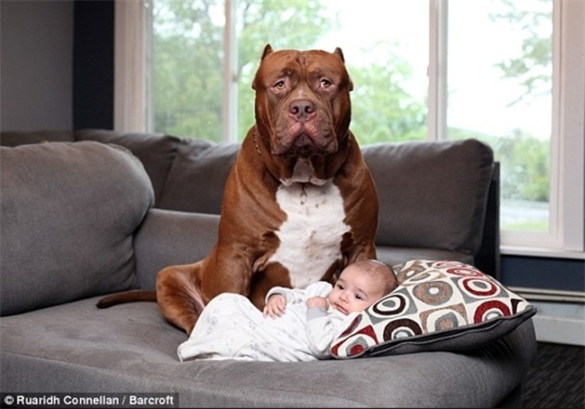 پرستاری جالب سگ پیت‌بول از یک نوزاد! +تصاویر