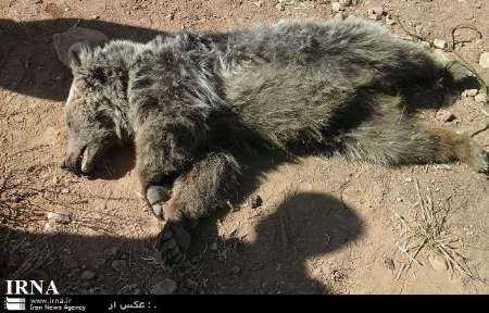 خرس دربرخورد با خودرو در بوانات کشته شد