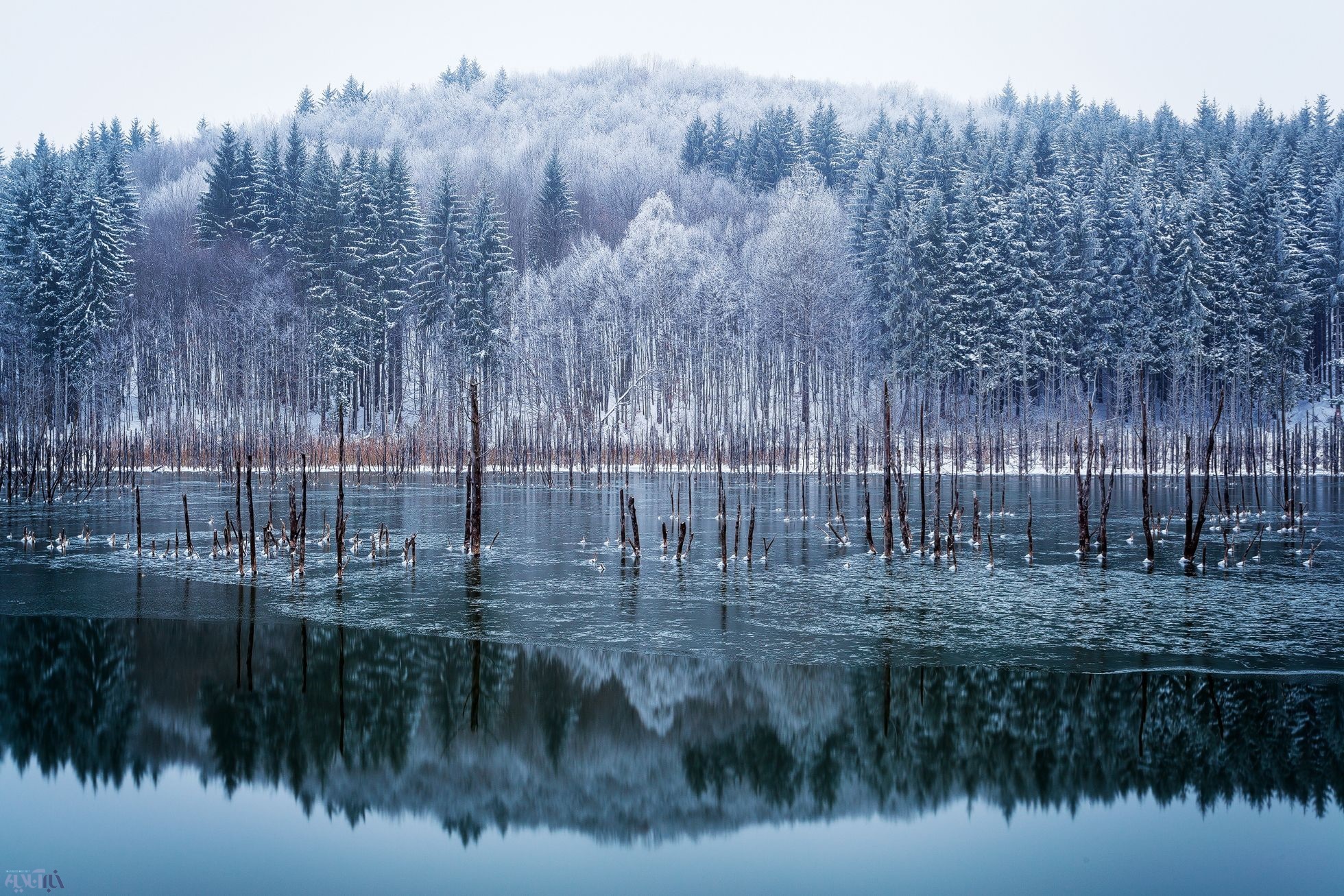 عکس زیبای یک روز برفی در جنگل/ عکس روز نشنال جئوگرافیک