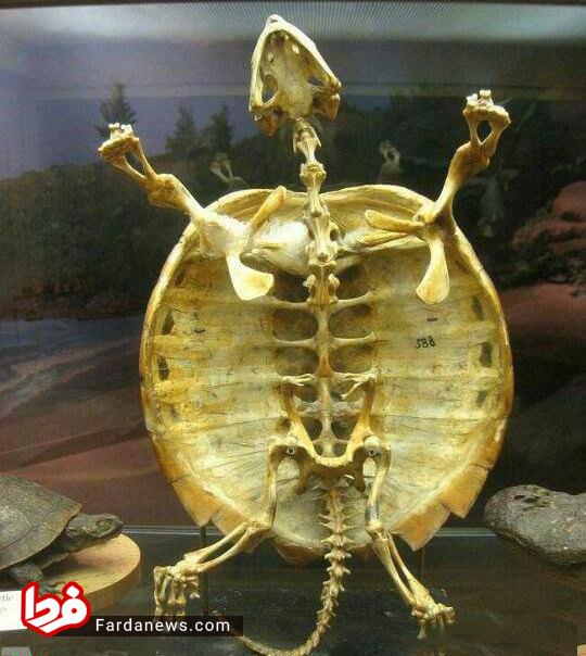 عکس/ تا به حال اسکلت یک لاک‌پشت را دیده‌اید؟